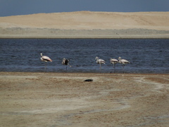Phoenicopterus chilensis