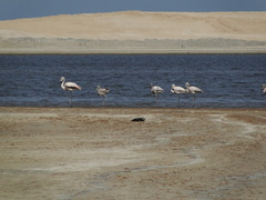 Phoenicopterus chilensis