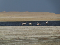 Phoenicopterus chilensis