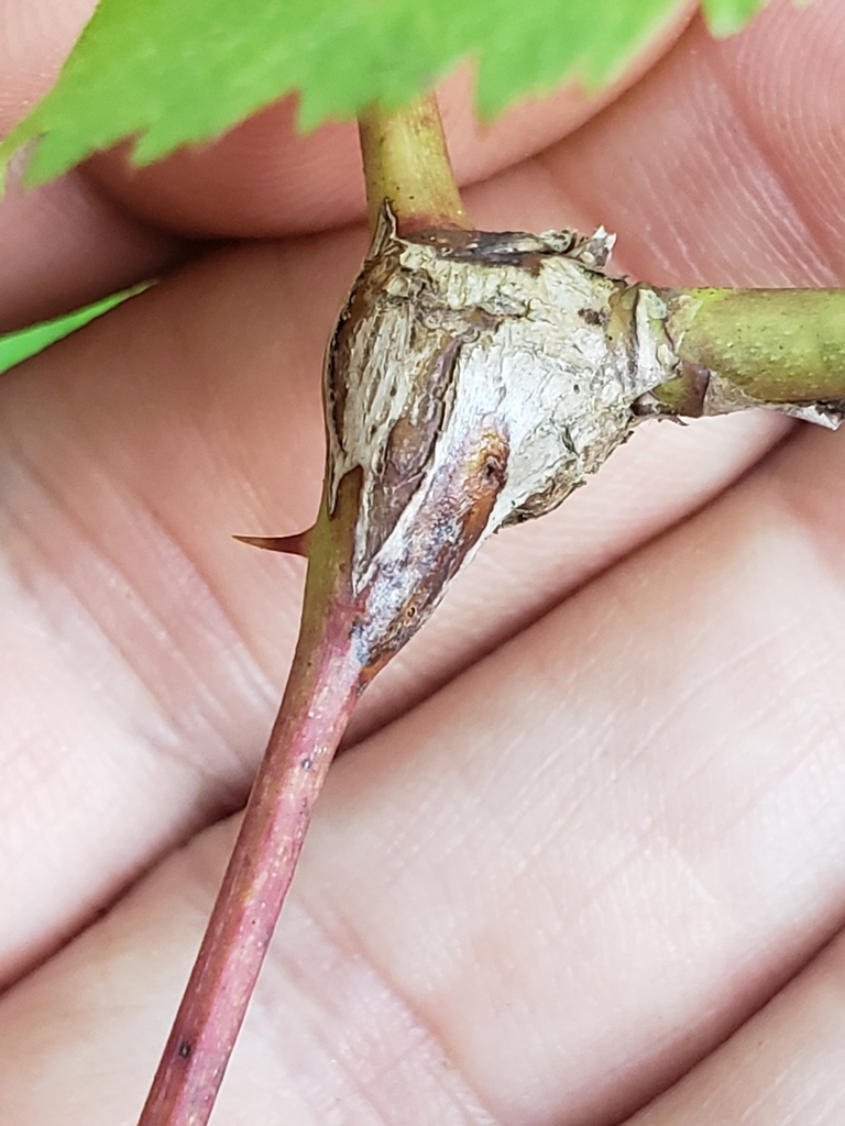Nodular Stem Gall Midge