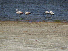 Phoenicopterus chilensis