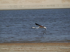 Phoenicopterus chilensis