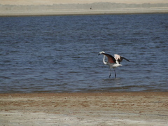 Phoenicopterus chilensis