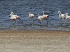 Phoenicopterus chilensis