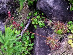 Drosera glabripes