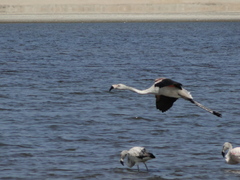 Phoenicopterus chilensis