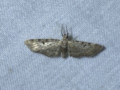 Eupithecia ravocostaliata