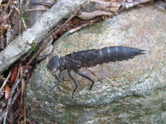 Boyeria vinosa