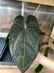 Anthurium crystallinum