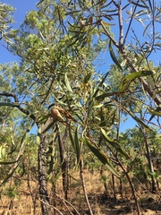 Hakea arborescens