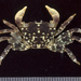 Pleated Rock Crab - Photo (c) 2007 Moorea Biocode, some rights reserved (CC BY-NC-SA)