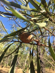 Hakea arborescens