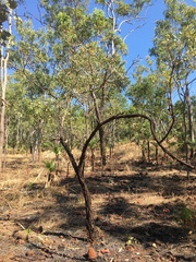 Hakea arborescens