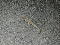 Microlophus peruvianus