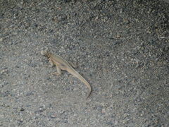 Microlophus peruvianus