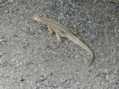 Microlophus peruvianus