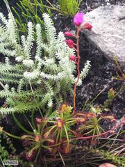 Drosera glabripes