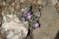 Evolvulus nuttallianus