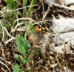 Phyciodes batesii