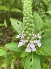 Teucrium canadense