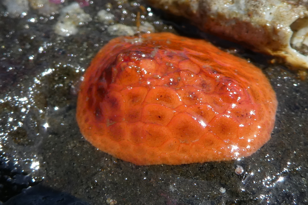 creeping pedal sea cucumber