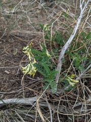 Astragalus scopulorum