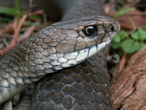 Eastern Brown Snake sighting