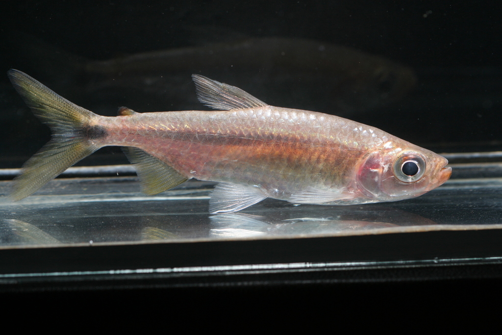 Victoria robber (Brycinus sadleri) — Alestidae