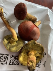 Boletus subvelutipes