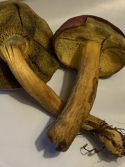 Boletus subvelutipes