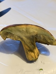 Boletus subvelutipes