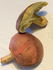 Boletus subvelutipes