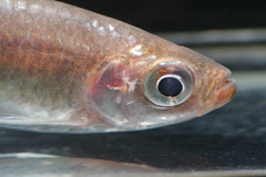Brycinus sadleri