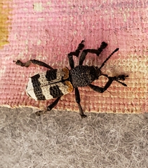 Aegorhinus phaleratus