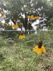 Ratibida columnifera