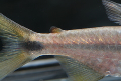 Brycinus sadleri