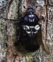 Osmoderma scabra