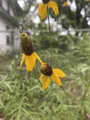 Ratibida columnifera