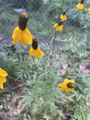 Ratibida columnifera