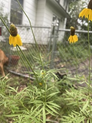 Ratibida columnifera