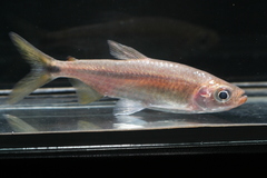 Brycinus sadleri