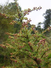 Escallonia virgata