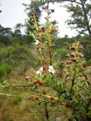 Escallonia virgata