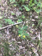 Magnoliopsida