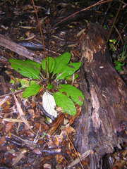 Adenocaulon chilense