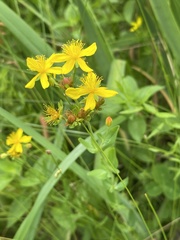 Hypericum ellipticum