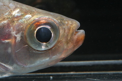 Brycinus sadleri