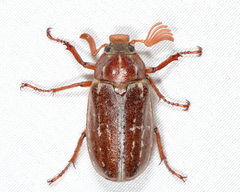 Polyphylla variolosa