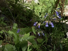 Penstemon wilcoxii