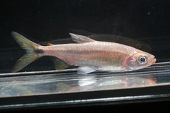 Brycinus sadleri